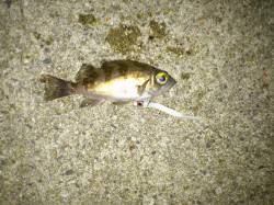 尾崎漁港メバリング、足元チョンチョンで3匹…