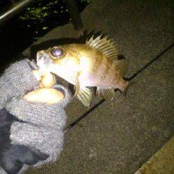 小島 ジグヘッドにワーム＆青アイソメでメバル＆ガシラ