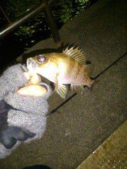 小島 ジグヘッドにワーム＆青アイソメでメバル＆ガシラ