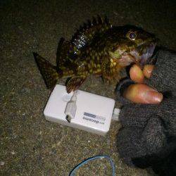 小島 ジグヘッドにワーム＆青アイソメでメバル＆ガシラ