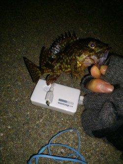 小島 ジグヘッドにワーム＆青アイソメでメバル＆ガシラ