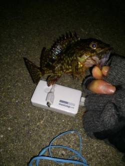 小島 ジグヘッドにワーム＆青アイソメでメバ…