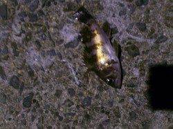 魚の顔が見たくなったら尾崎がおすすめ(*^^*)