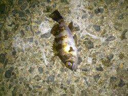 魚の顔が見たくなったら尾崎がおすすめ(*^^*)