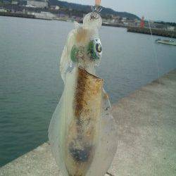 みなべエリアでエギング、下げ潮の際に連発ヒット！