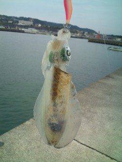 みなべエリアでエギング、下げ潮の際に連発ヒット！