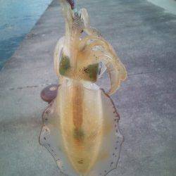 みなべエリアでエギング、下げ潮の際に連発ヒット！