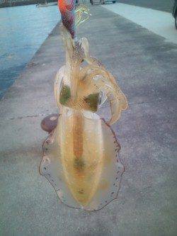 みなべエリアでエギング、下げ潮の際に連発ヒット！