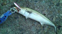 香住西港、短時間釣行で48cmのサゴシGET♪