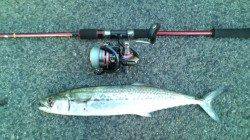 香住西港、短時間釣行で48cmのサゴシGET♪