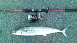 香住西港、短時間釣行で48cmのサゴシGE…