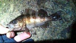 香住東港にて今シーズン初メバリング