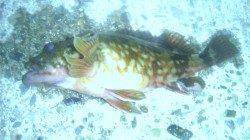 強風の田ノ浦にて胴突ガシラ釣り★アタリ連発！