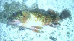 強風の田ノ浦にて胴突ガシラ釣り★アタリ連発…