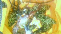 強風の田ノ浦にて胴突ガシラ釣り★アタリ連発！