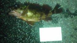 雑賀崎 雪がちらつく中でもガシラの反応良し