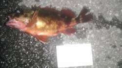 雑賀崎 雪がちらつく中でもガシラの反応良し…