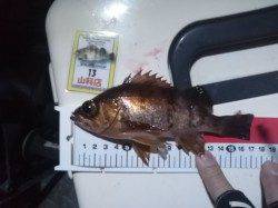 若狭エリアでのメバル・ガシラなどの釣果☆