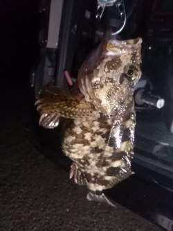 若狭エリアでのメバル・ガシラなどの釣果☆