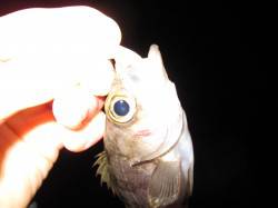 東二見人工島でメバリング ボトムのリフト＆…