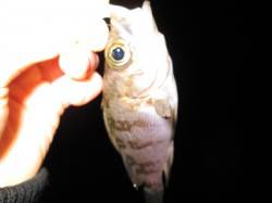 江井ヶ島 メバリングでメバル7匹 サイズも…