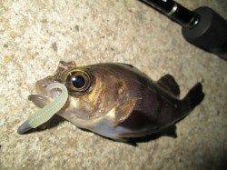 江井ヶ島 メバリングでメバル7匹！