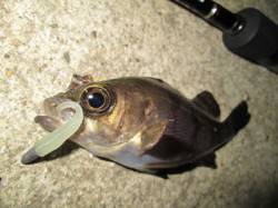 江井ヶ島 メバリングでメバル7匹！