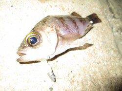 江井ヶ島 メバリングでメバル7匹！