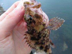 東二見人工島でメバリング ボトムのリフト＆フォールに反応あり