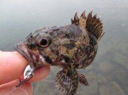 魚住漁港でのデイメバリングゲーム