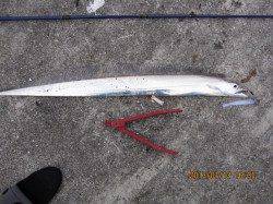 ムコイチのワインドにて初釣り☆タチウオゲット！