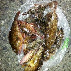 探り歩きに軍配！ 食コン沖向きテトラの穴釣り釣果