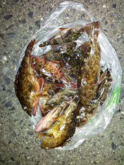 探り歩きに軍配！ 食コン沖向きテトラの穴釣…