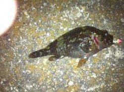 紀ノ川周辺ストラクチャー打ちでの根魚釣果