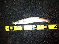 浦神湾アジング　表層リトリーブで連続ヒット！