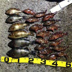 有田川一文字 ウキ釣りでメバル＆ガシラの数釣り！