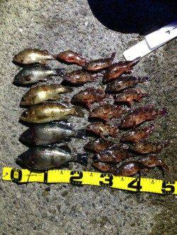 有田川一文字 ウキ釣りでメバル＆ガシラの数釣り！