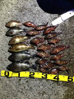 有田川一文字 ウキ釣りでメバル＆ガシラの数…