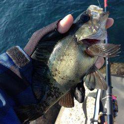 三尾漁港のウキ釣りでメバル＆ガシラ