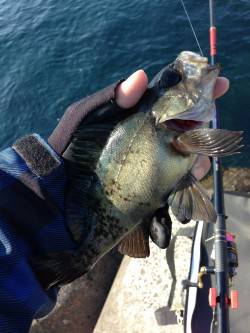 三尾漁港のウキ釣りでメバル＆ガシラ