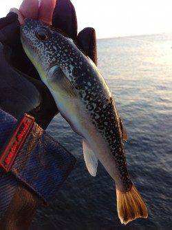 潮吹岩でのウキ釣り☆ヒラスズキ・イシダイ等で納得の釣果