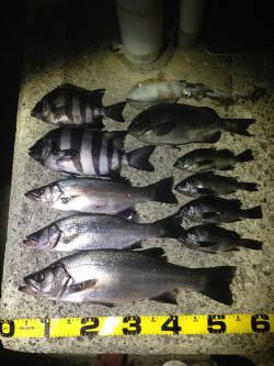 潮吹岩でのウキ釣り☆ヒラスズキ・イシダイ等…