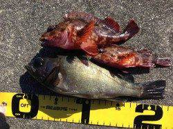 三尾漁港のウキ釣りでメバル＆ガシラ