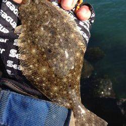 日高川河口でウキ釣り、ソゲの嵐でした・・・