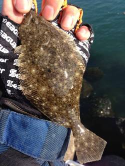 日高川河口でウキ釣り、ソゲの嵐でした・・・…