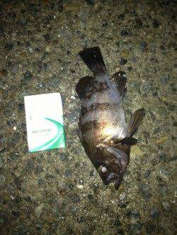 明石港でメバリング、底付近をカーブフォールでゲット