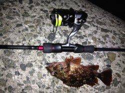 沖向きで良型イイ調子↑　明石港でのメバリング