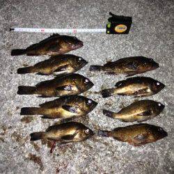 須磨でメバリング、メバルとガシラの好釣果♪