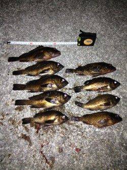 須磨でメバリング、メバルとガシラの好釣果♪