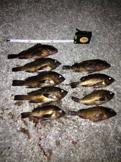 須磨でメバリング、メバルとガシラの好釣果♪…